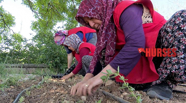 Korkuteli'nde kadınlar tıbbi ve aromatik bitki yetiştirecek