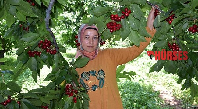 Kumluca'da kiraz üreticisinin yüzü gülüyor