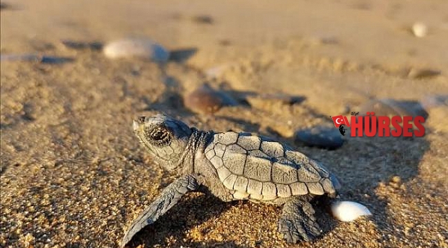 Küresel ısınma caretta carettaların erkek soyunu tehdit ediyor