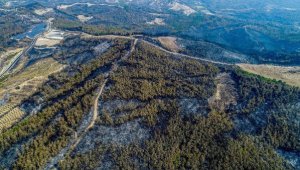 Manavgat yangın alanında iş makineleriyle ağaç kesimi tahribata yol açıyor