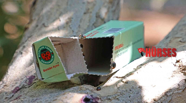 Narenciye ve nar ağaçlarını avcı böcek koruyacak