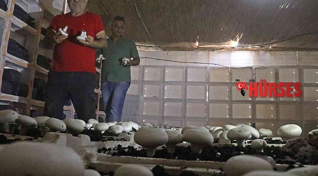 Yaz ayları fırın gibi olan cam serada, soğutucu klima olmadan kültür mantarı yetiştirdiler