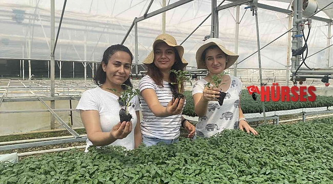 Yeni sezonun gözdesi yine domates olacak