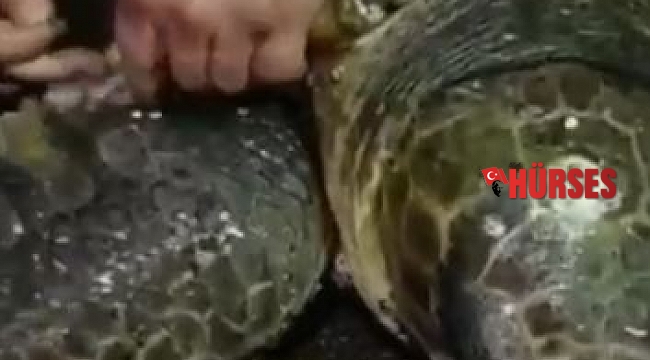 Yumurta bırakmak için kıyıya gelen caretta caretta misinaya dolandı