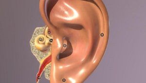 Akdeniz Üniversitesi Teknokent'te yapay dokuyla dış kulak yapıldı