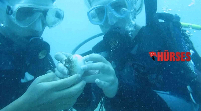 Antalya'da deniz suyu sıcaklığı arttı, balon balıklarının 'şirinler' sürüsü kıyıyı işgal etti