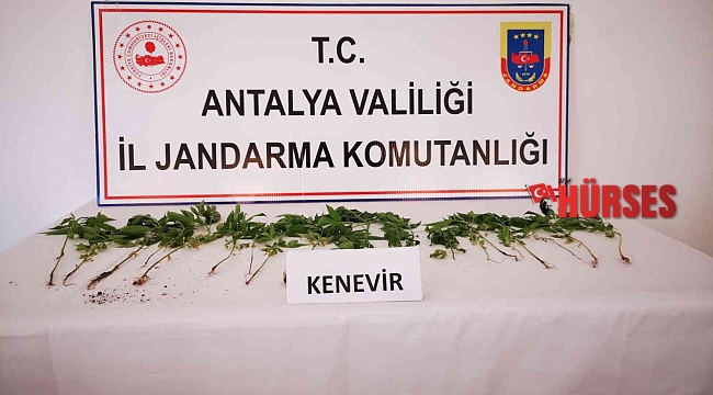 Bahçesinde kenevir ekimi yapan şüpheli yakalandı