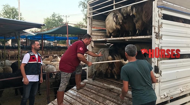 Daha fazla para kazanma vaadiyle elindeki hayvanlarından da olacaktı