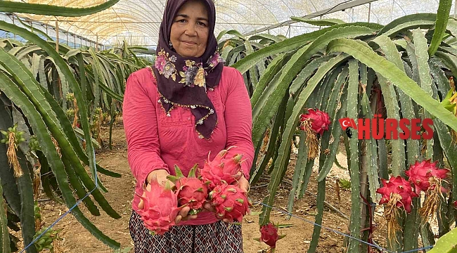 Ejder meyvesinde hasat başladı