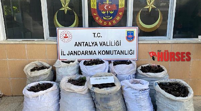 Jandarmadan harnup hırsızlarına suçüstü