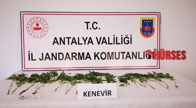 Kenevir yetiştirilen eve baskın