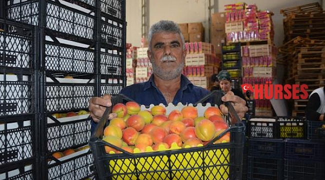 Korkuteli kayısısı ihracat yolcusu