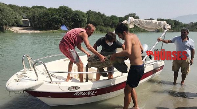 Plastik atıklar caretta carettaları öldürüyor