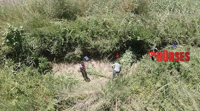 Sazlıklar arasında kenevir üretimine jandarma baskını