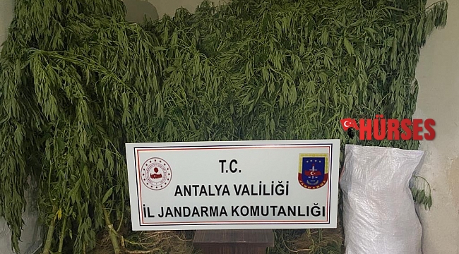 Serada kenevir üretimi yapan 2 şüpheli tutuklandı