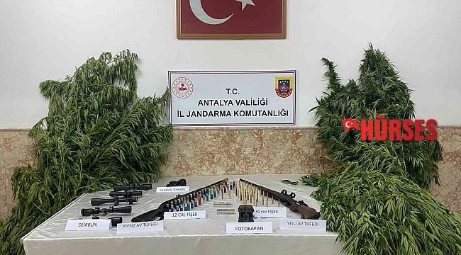 Yasadışı kenevir ekimi yapan şahıslar yakalandı