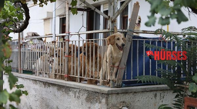 Aç kalan köpeklerin, kilitli tutuldukları evde birbirini öldürdüğü iddia edildi