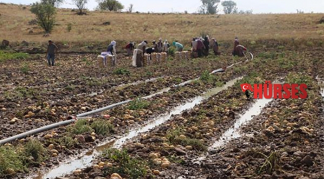 Afyon'da sağanak nedeniyle iş yerleri ve patates tarlalarını su bastı
