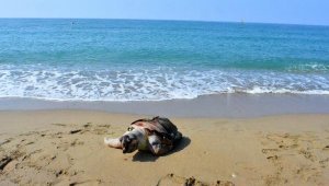 Antalya'da 2 ölü deniz kaplumbağası sahile vurdu