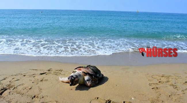Antalya'da 2 ölü deniz kaplumbağası sahile vurdu