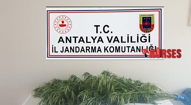 Antalya'da jandarmadan kenevir operasyonu: 1 gözaltı