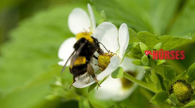 Antalya'dan 15 ülkeye 'tarım işçisi bombus arısı' ihracatı