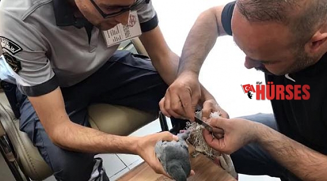 Ayağına çuval dolanan güvercini esnaf ve güvenlik görevlisi kurtardı