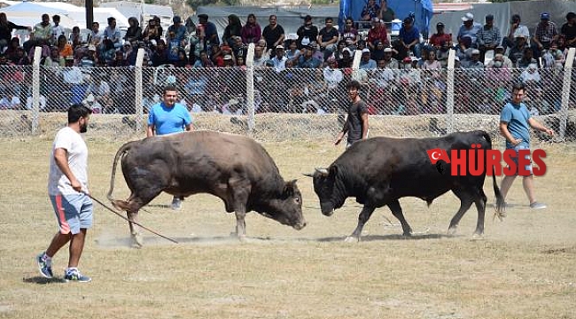 Boğa güreşlerinde heyecanlı anlar