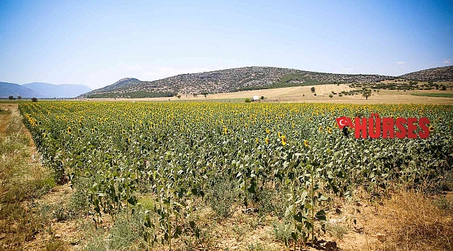 Büyükşehirin verdiği ayçiçek tohumları çiçek açtı