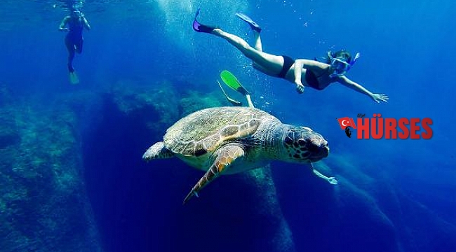 Caretta carettalara dokunmayın uyarısı