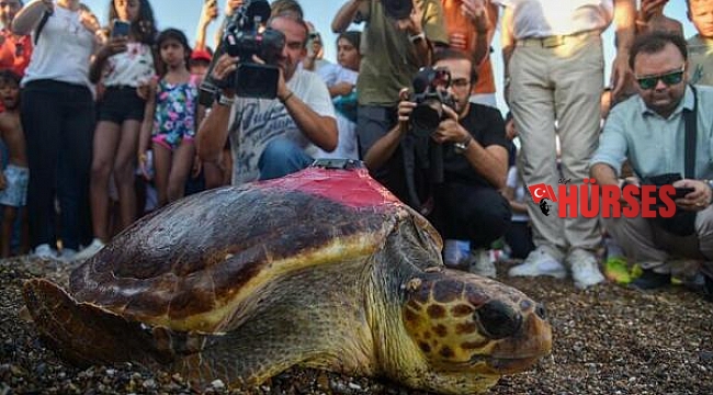 Deniz kaplumbağası Lara, 1 ayda 485 kilometre yol katetti