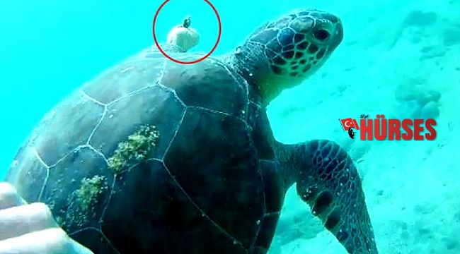 Hayalet ağa dolanıp, yüzgeci kopan caretta carettayı kurtardı