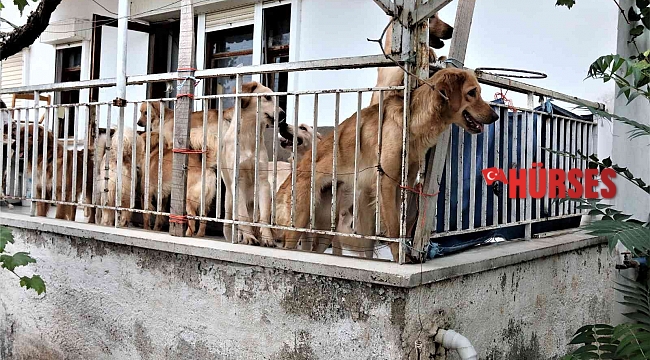 İhbar üzerine adrese gelen hayvanseverleri şok eden görüntü