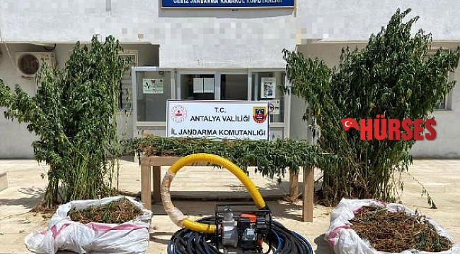 Jandarmadan uyuşturucu operasyonu