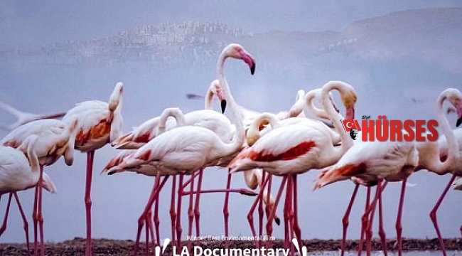 'Pembe Misafirler'e, Los Angeles'ta 'en iyi çevre filmi' ödülü
