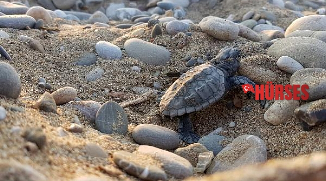 Su sıcaklığı 1 derece düştü, Belek'te caretta caretta yuvaları yüzde 61 azaldı
