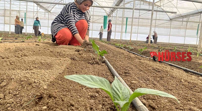 Tamamı ihraç edilen Kaliforniya biber fideleri toprakla buluştu