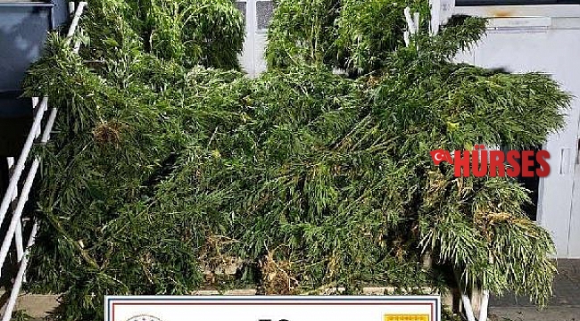 Uyuşturucu operasyonuna 1 tutuklama