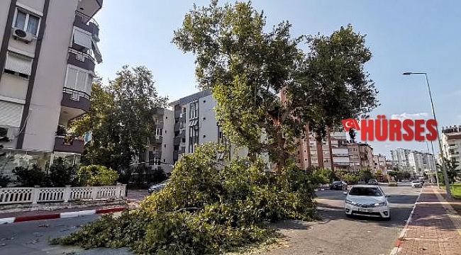 Yıllara meydan okuyan çınar ağacı, zamana yenik düştü
