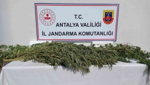 Antalya'da 17 kök kenevir ele geçirildi