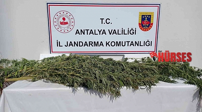 Antalya'da 17 kök kenevir ele geçirildi