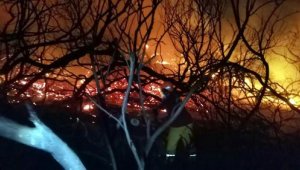 Antalya'da çay kenarındaki sazlık ve ağaçlıkta çıkan yangın, 3 saatte söndürüldü