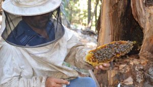 Antalyalı balcılar Toros Dağları'nda firari arıların izini sürerek bal topluyor