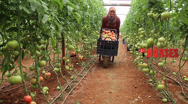 Antalyalı çiftçilerin domatese talebi yüzde 30 arttı