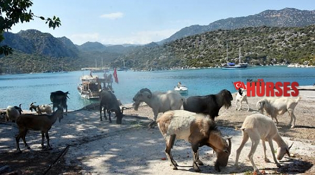 Aşırlı Adası'nda dağ keçilerinin sayısı artıyor