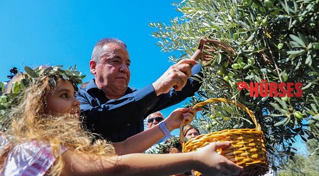 Başkan Böcek, zeytin topladı