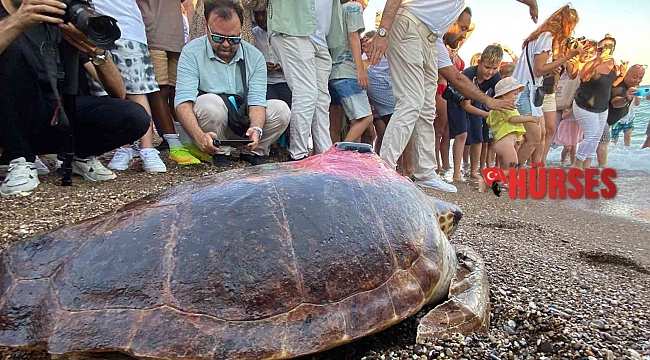 Caretta caretta 'Lara Barış'ın 600 kilometrelik yolculuğunu 29 bin kişi görüntüledi