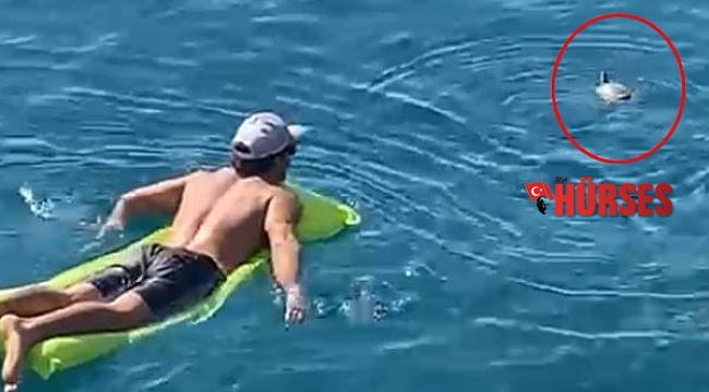Denize düşen tatlı su kaplumbağasını, dalgıçlar kurtardı