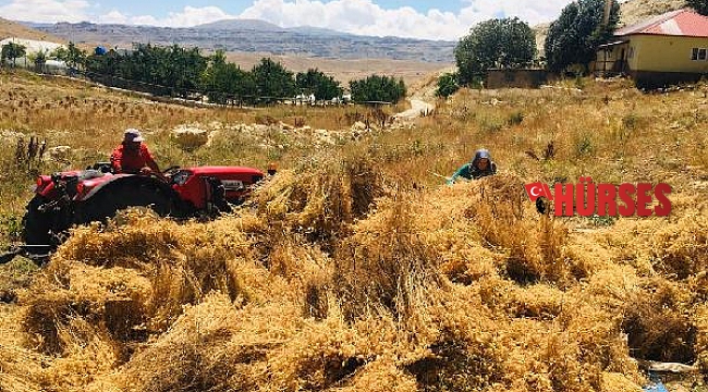 Gazipaşalı üreticiler nohutlarını hasat etti