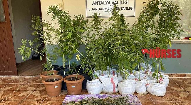 Jandarmanın fark ettiği koku kenevir bahçesini ortaya çıkardı
